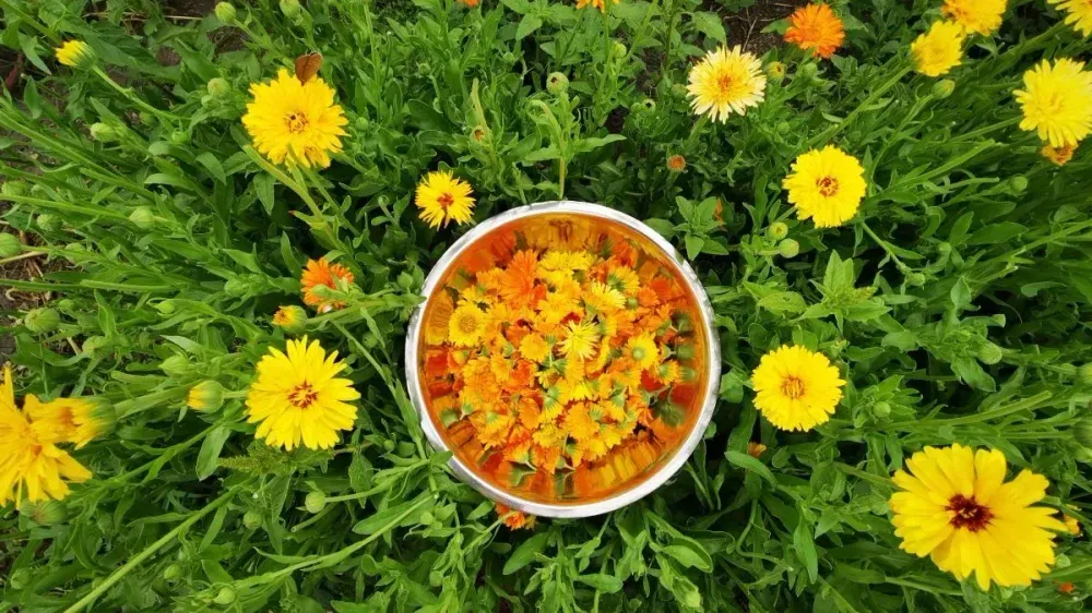 Eine Schale gefüllt mit Ringelblumen-Blütenblättern, platziert inmitten eines Feldes mit blühenden Ringelblumen, die gelbe Blüten mit grünen Blättern aufweisen.