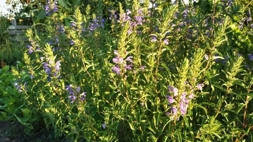A lush clump of Turkish dragonhead with bright purple flowers surrounded by green leaves, illuminated by the side sun.