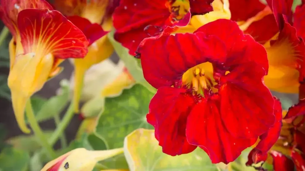 Flori mari de nasturtium în roșu intens cu accente galbene