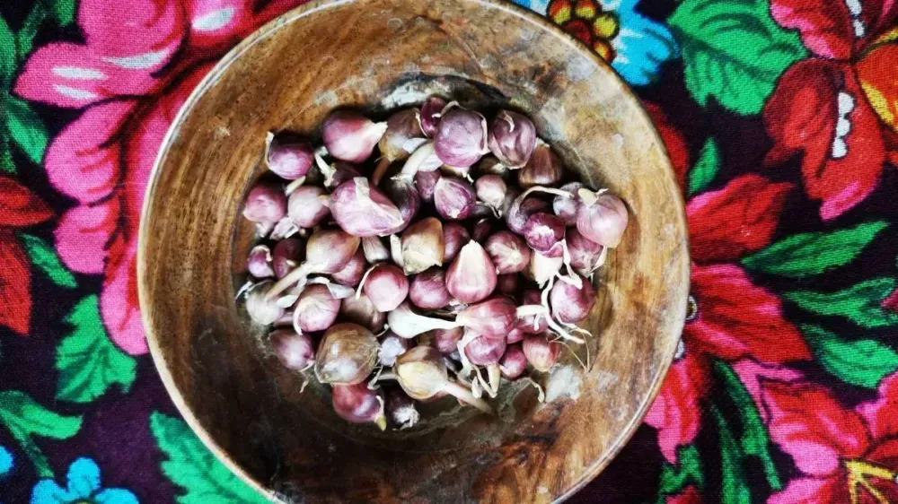 Wooden bowl filled with fresh garlic cloves, presented on a colorful fabric with floral patterns.