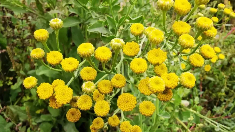 Înflorire menta doamnei cu numeroase capete de flori galbene mici și frunze verzi.