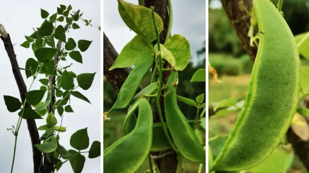 Three part collage of moon bean (lima bean) plants: Left shows a young shoot, center shows the stem with leaves, and right presents a single mature green bean close-up.
