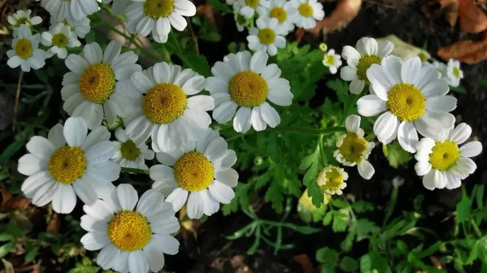 A fehér szirmú, sárga közepű, zöld levelekkel körülvett, fehér szirmú virágok szorosan egymás mellett, csoportosan nőnek.