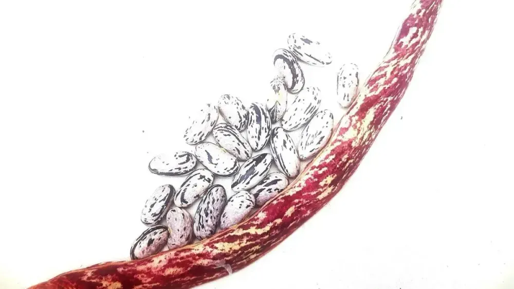 Imaginea la microscop a unei fasole comună. Este vizibilă o parte a păstăii de fasole, deschisă pentru a arăta boabele din interior. Detaliile suprafeței semințelor și ale fibrelor înconjurătoare sunt clar evidențiate. Culorile variază de la alb la diferite nuanțe de roșu.