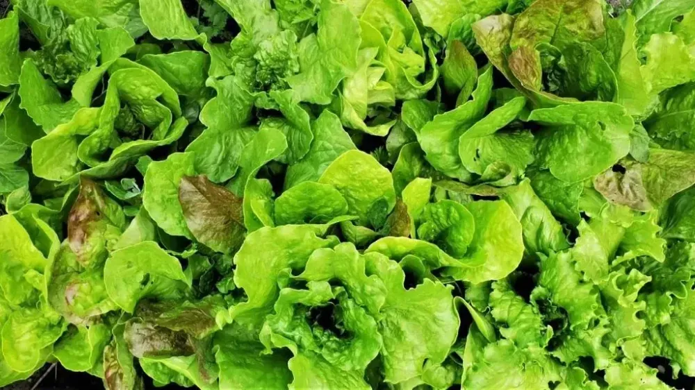 Sűrű, nedves levelű, zöld kerti saláta mező.