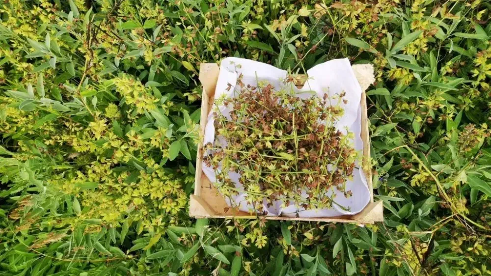 A wooden box lies in the middle of green real sage plants. On a white paper in the wooden box are placed several dried and fresh real sage twigs.