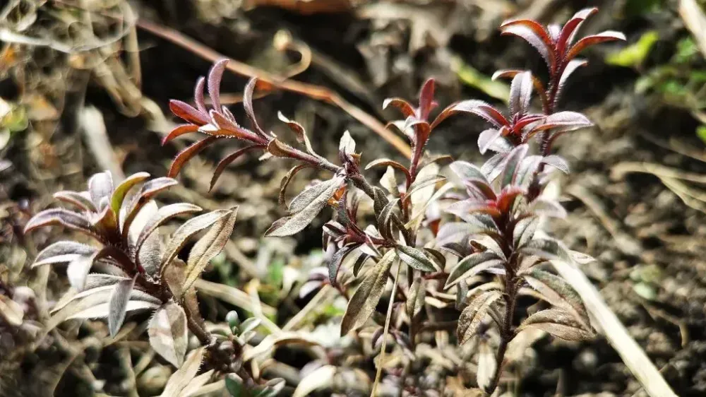 Berg-Bohnenkraut (auch Winter-Bohnenkraut genannt) mit mehreren kleinen Zweigen und charakteristischen lila-bläulichen Blättern.