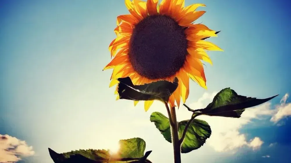 Eine strahlende Sonnenblume mit leuchtend gelben Blütenblättern und einem dunklen Kern steht vor einem klaren blauen Himmel.