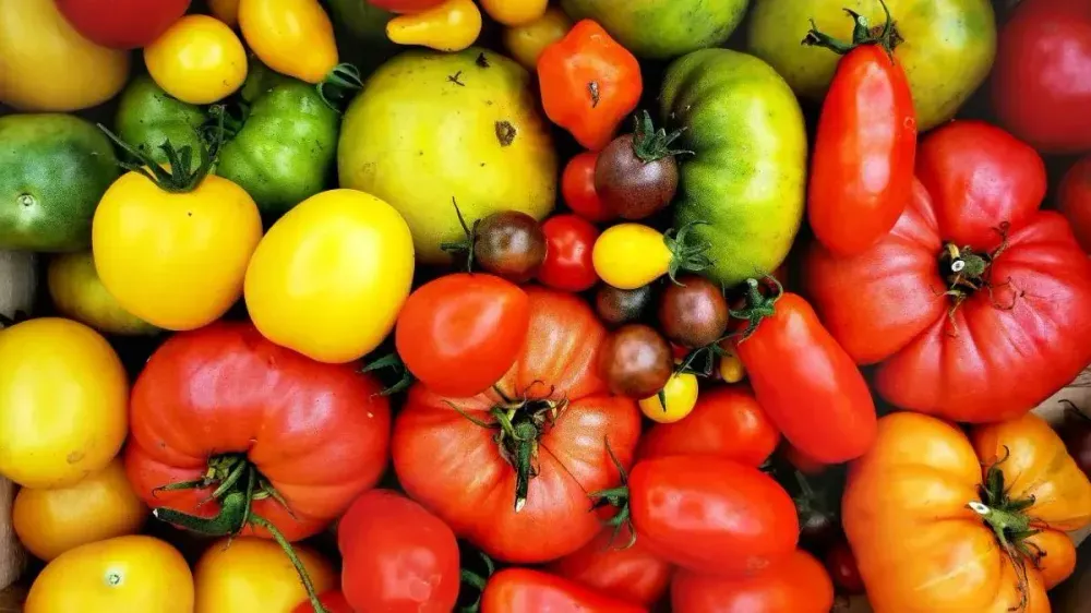 Eine farbenfrohe Mischung aus verschiedenen Tomatensorten in Rot, Gelb, Grün und Orange, eng beieinander liegend.