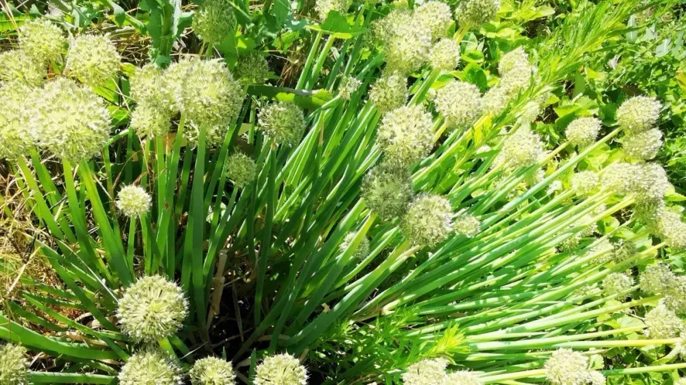 Dense green winter hedge bulb plant with spherical, light green inflorescences protruding from a clump of long, pointed leaves.