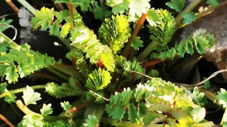 Junger Kleiner Wiesenknopf (Pimpinelle) mit frisch grünen, gefiederten Blättern und einigen dunkleren Schattenbereichen.