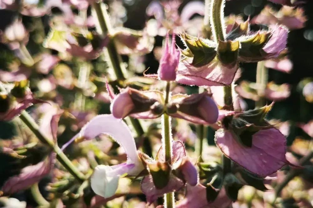 Clary sage flowers. The flowers have a delicate pink-purple color and are surrounded by green leaves. Sunlight gently falls on the plant and gives the image a warm atmosphere.
