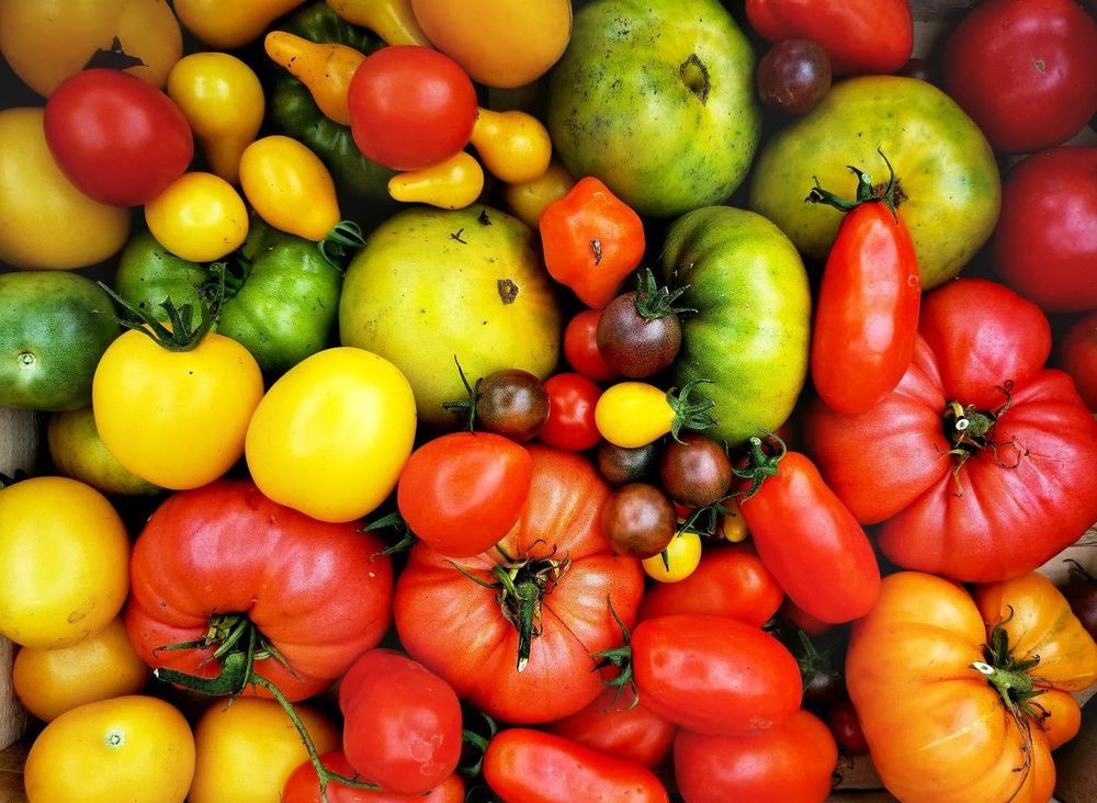Farbenfrohe Mischung verschiedener Tomatensorten, darunter kleine gelbe, grüne und große rote Tomaten.