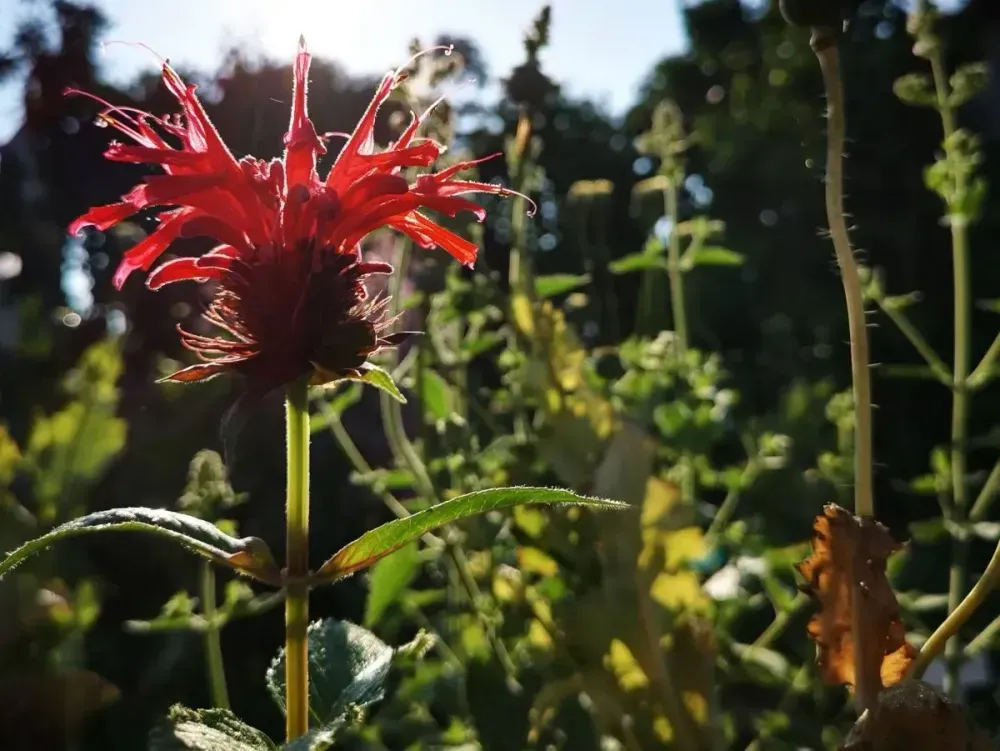 Floare de urzică indiană de culoare roșu aprins care strălucește în lumina soarelui, cu o grădină verde neclară în fundal.