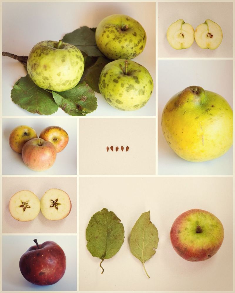Collage von verschiedenen alten siebenbürgischen Apfelsorten, mit verschiedenen Ansichten der Äpfel und ihrer Querschnitte.
