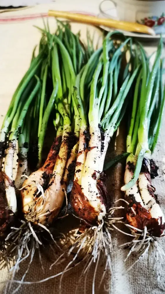 Fresh shallots 'Hazelnut' with green stems and brown bulbous root spread on a surface.