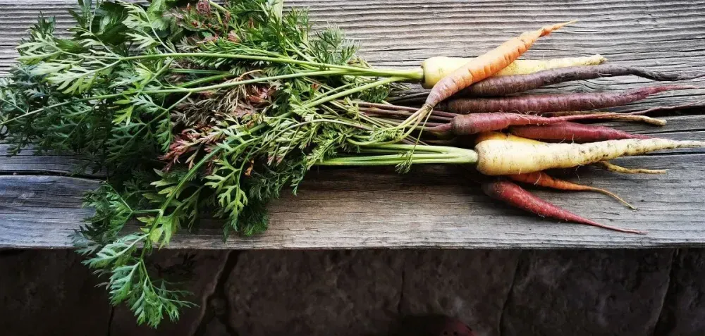 Frische bunte Karotten mit grünem Laub auf einem hölzernen Tisch.