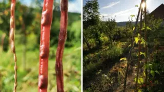 În partea stângă a imaginii sunt prim-planuri ale unor stâlpi subțiri de fasole roșie aparținând soiului "cowpea" sau "metre bean". În partea dreaptă a imaginii este prezentată o grădină în care cresc aceste plante de fasole, cu alte plante și o clădire în fundal.