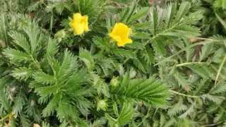 Goose cinquefoil with yellow flowers and characteristic pinnate leaves.