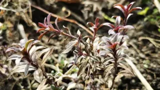 Mountain savory (also called winter savory) with several small branches and characteristic purple-bluish leaves.