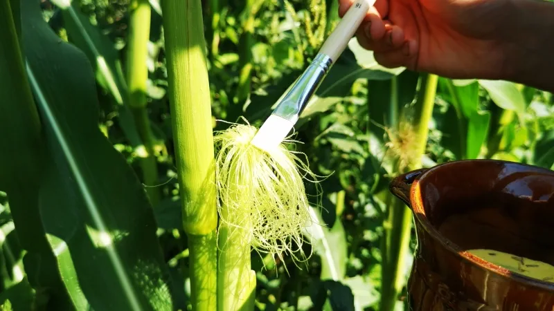 Maispflanze wird sorgfältig mit Pinsel bestäubt