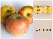 Balra három sárga-piros alma, jobbra két félbevágott alma és öt alma magháza fehér alapon.