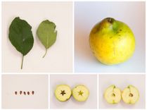 Two green leaves and a yellow lemon at the top, with five small seeds and two halves of a lemon on a white background below.