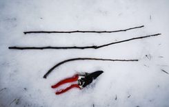 Äste und eine Gartenschere auf Schnee angeordnet, wobei die Schere rote Griffe hat.
