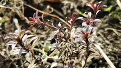 Mountain savory (also called winter savory) with several small branches and characteristic purple-bluish leaves.
