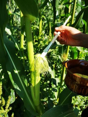 Maispflanze wird sorgfältig mit Pinsel bestäubt